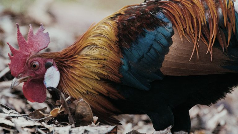 Rooster by CHUTTERSNAP