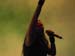 075Edguy
